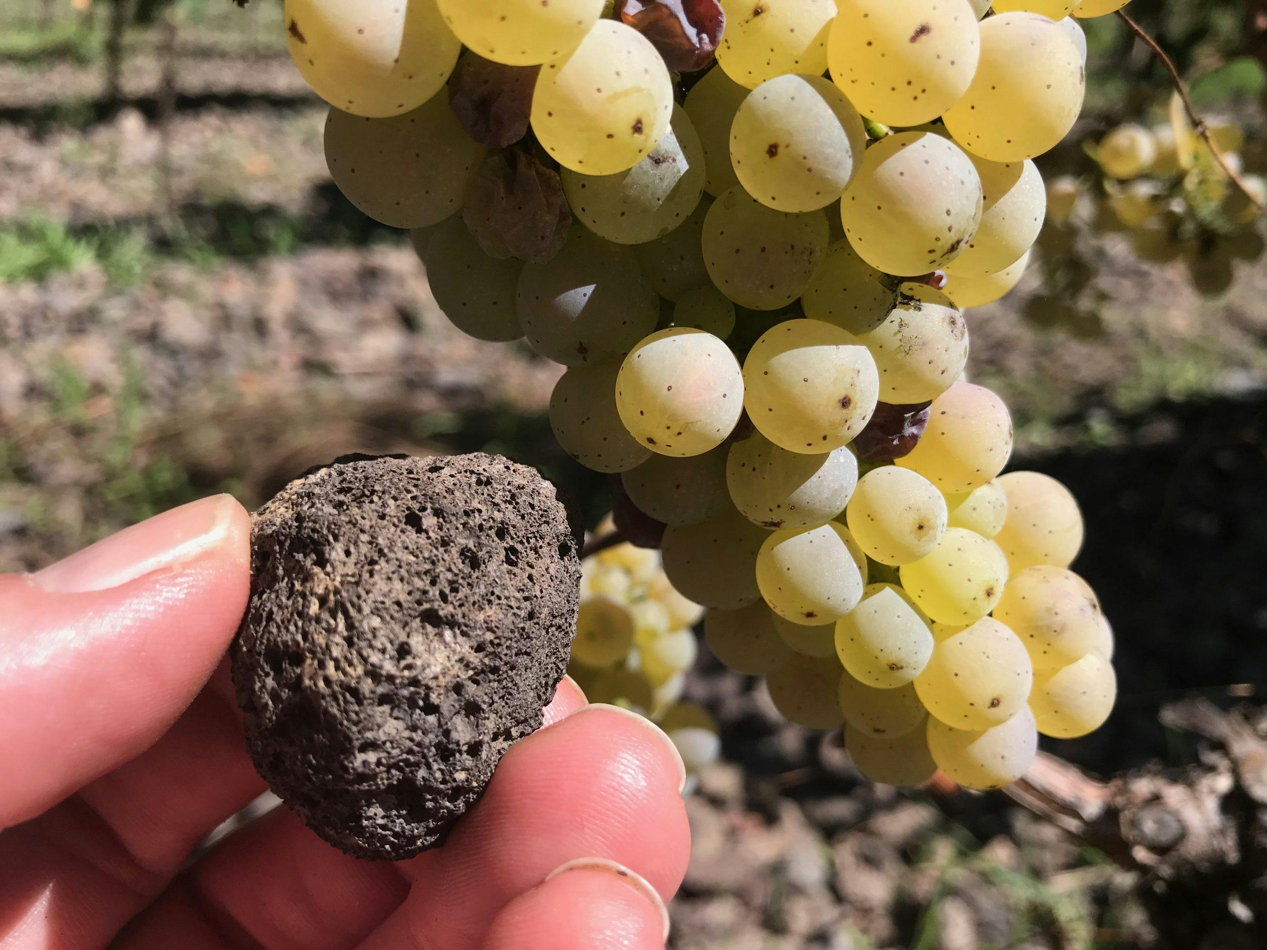 Vinmaker Patrizia Tóth hos Planeta viser frem vinrankene som vokser i jordsmonn av lava og stein, mens litt røyk fra Etna flyter sakte ut av vulkanens topp i bakgrunnen. pimpstein